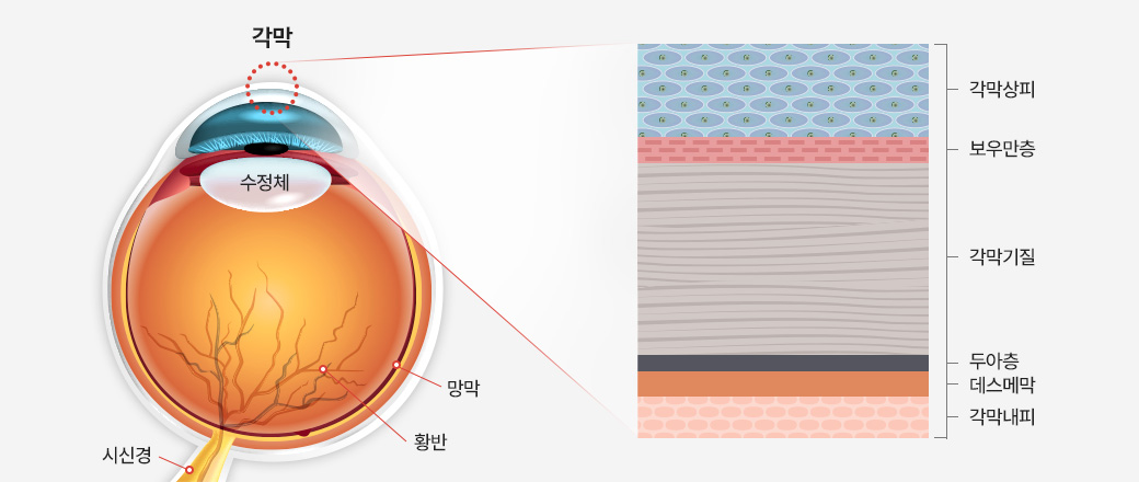 각막 구조에 대한 설명